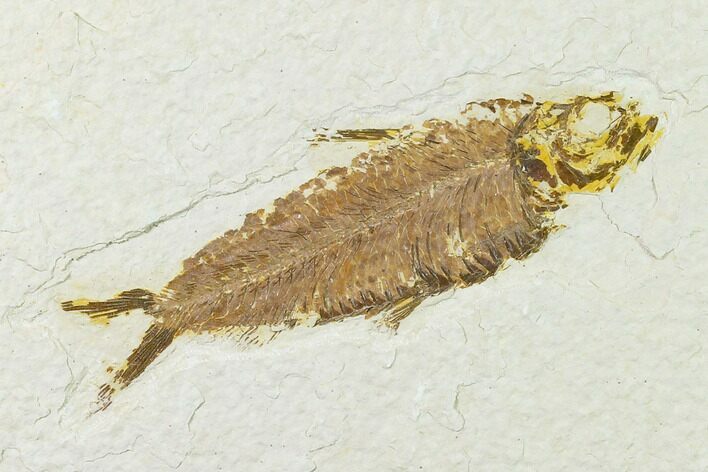 Fossil Fish (Knightia) - Wyoming #136553
